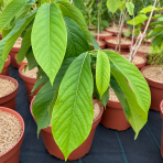 Asimina trojlaločná - Banán severu PAW PAW (Asimina triloba) - výška 40-60 cm, kont. C3L